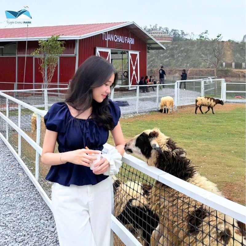 Exciting activities with adorable animals at Tuan Chau Farm